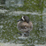 Blue-winged Teal