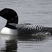 Common Loon