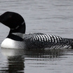 Loons