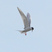 Forster's Tern
