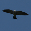 Mississippi Kite