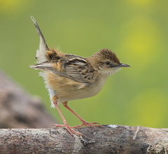 Zitting Cisticola - Cisticola juncidis