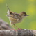 Fan-tailed Warbler
