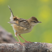 Zitting Cisticola - Cisticola juncidis