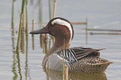 Garganey - Anas querquedula