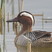 Garganey
