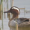 Garganey