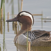 Garganey - Anas querquedula