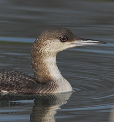 Black-throated Diver/Arctic Loon - Gavia arctica