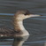 Arctic Loon