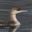 Arctic Loon