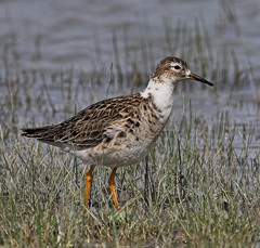Ruff - Philomachus pugnax
