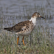 Ruff - Philomachus pugnax