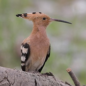 Hoopoe - Upupa epops