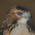 Red-tailed Hawk - Buteo jamaicensis