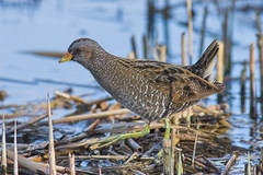 Spotted Crake - Porzana porzana Spotted Crake - Porzana porzana