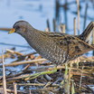 Spotted Crake