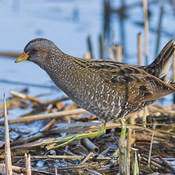 Spotted Crake - Porzana porzana