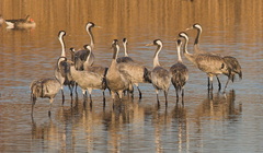 Common Crane - Grus grus