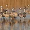 Common Crane