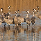 Common Crane - Grus grus