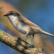 Lesser Whitethroat - Sylvia curruca