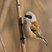Eurasian Penduline-Tit