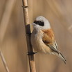 Eurasian Penduline-Tit