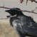 American Crow