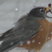 American Robin