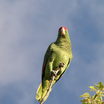 Red-crowned Parrot