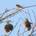 African Golden-Weaver