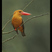 Brown-winged Kingfisher