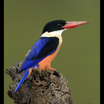 Kingfishers