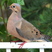 Laughing Dove