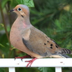 Laughing Dove