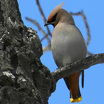 Bohemian Waxwing