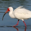 White Ibis