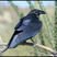 Chihuahuan Raven