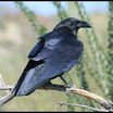 Chihuahuan Raven