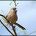 Abert's Towhee