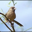 Abert's Towhee