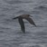 Black-footed Albatross