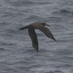 Black-footed Albatross
