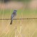 Blue Grosbeak