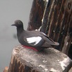 Pigeon Guillemot