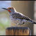 Gilded Flicker
