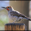 Gilded Flicker