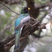 Elegant Trogon