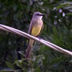 Tropical Kingbird